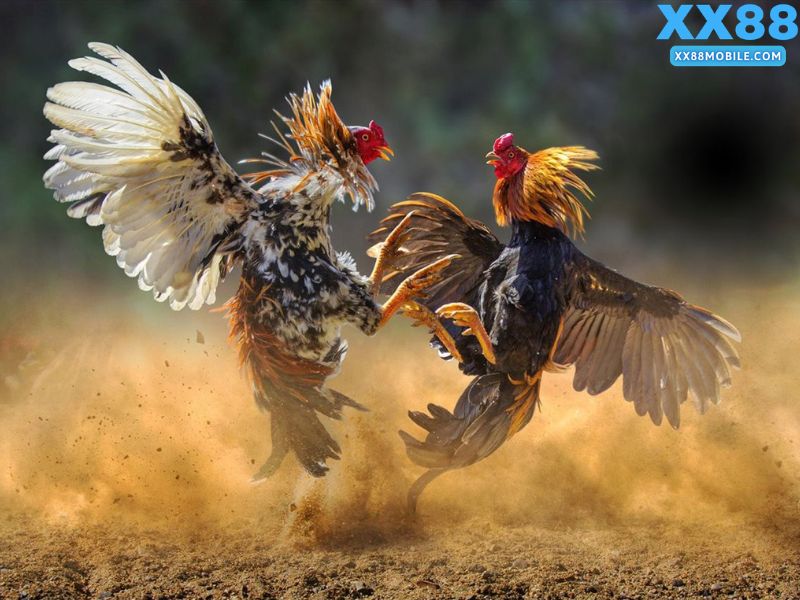 Kinh nghiệm đặt cược đá gà trực tuyến hiệu quả tại XX88